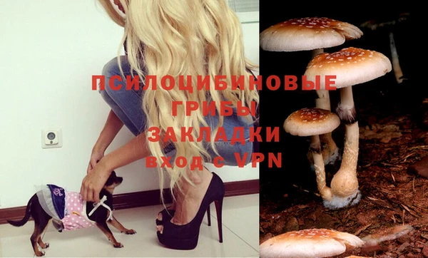крисы Горняк